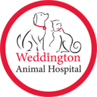 Local Veterinarians in Weddington | Weddington Animal Hospital