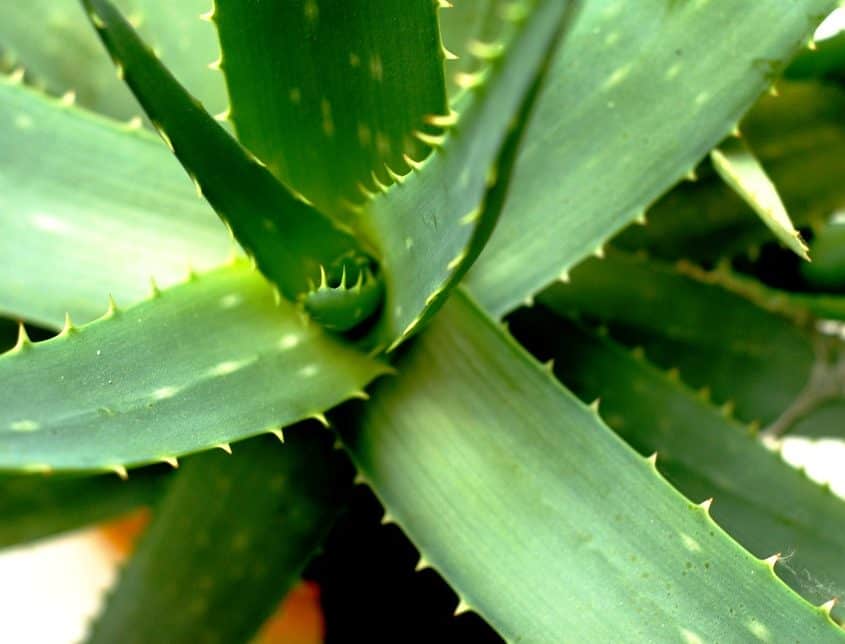 25 House Plants Which Are Poisonous To