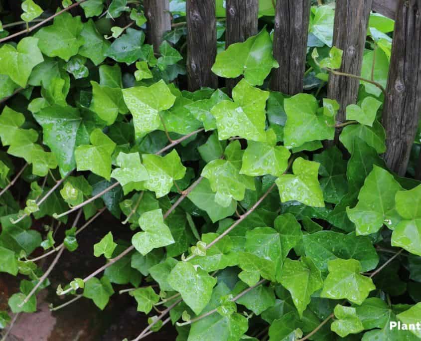 Is Poison Ivy Toxic for Cats? 