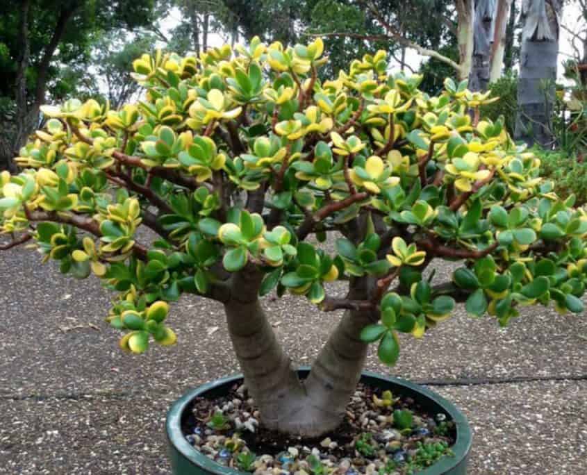 Jade Plant Poisoning In Dogs Symptoms