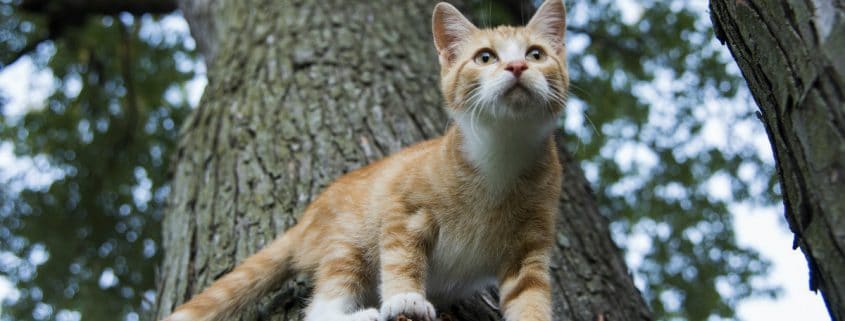 Why Do Cats Bring Home Dead Animals? | Weddington Animal Hospital
