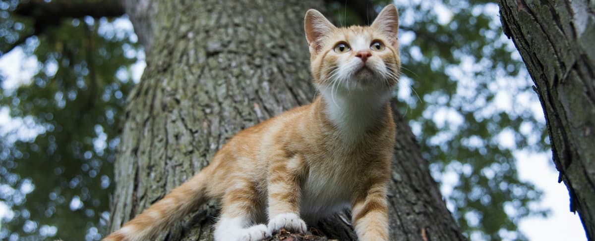 Why Do Cats Bring Home Dead Animals? | Weddington Animal Hospital